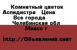 Комнатный цветок Аспидистра › Цена ­ 150 - Все города  »    . Челябинская обл.,Миасс г.